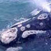 Southern Right Whales